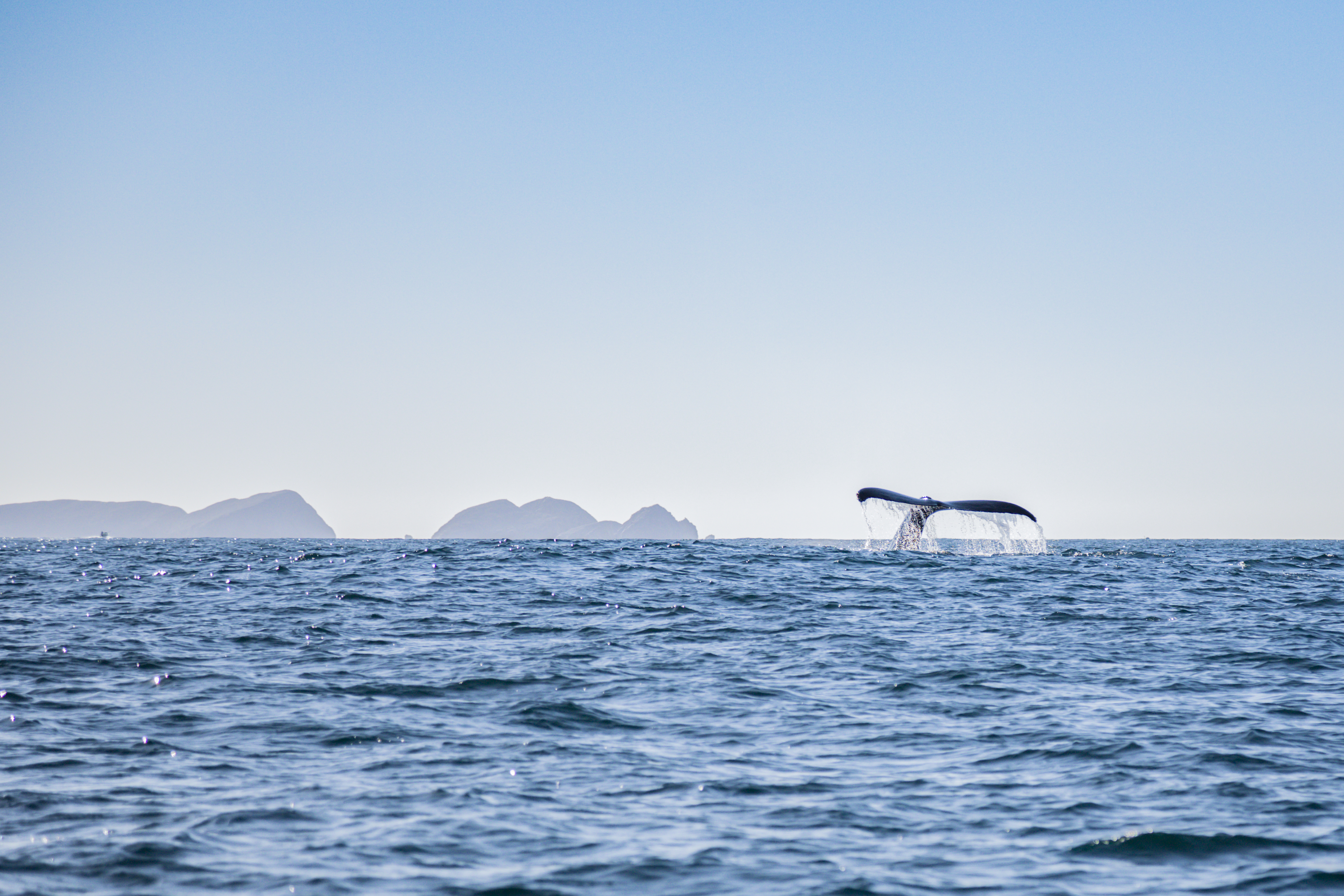 Avistamiento de ballenas en Ixtapa Zihuatanejo